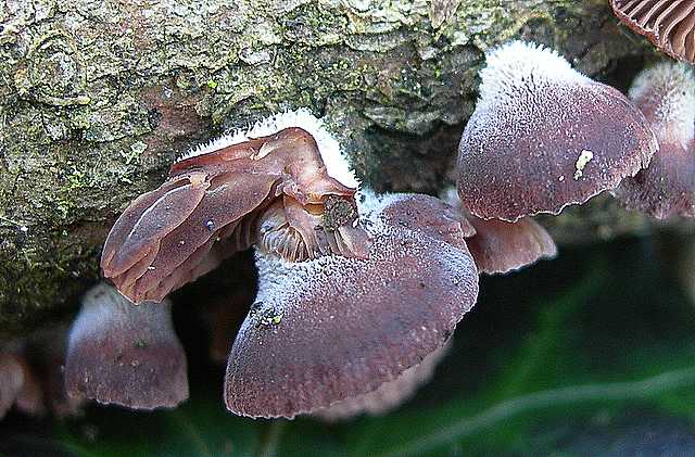 La valle dei funghi sconosciuti